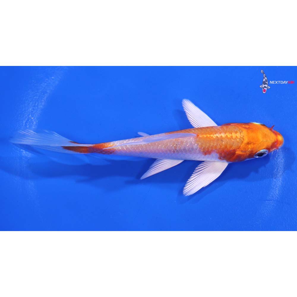 4.5” Imported Hariwake Butterfly Koi