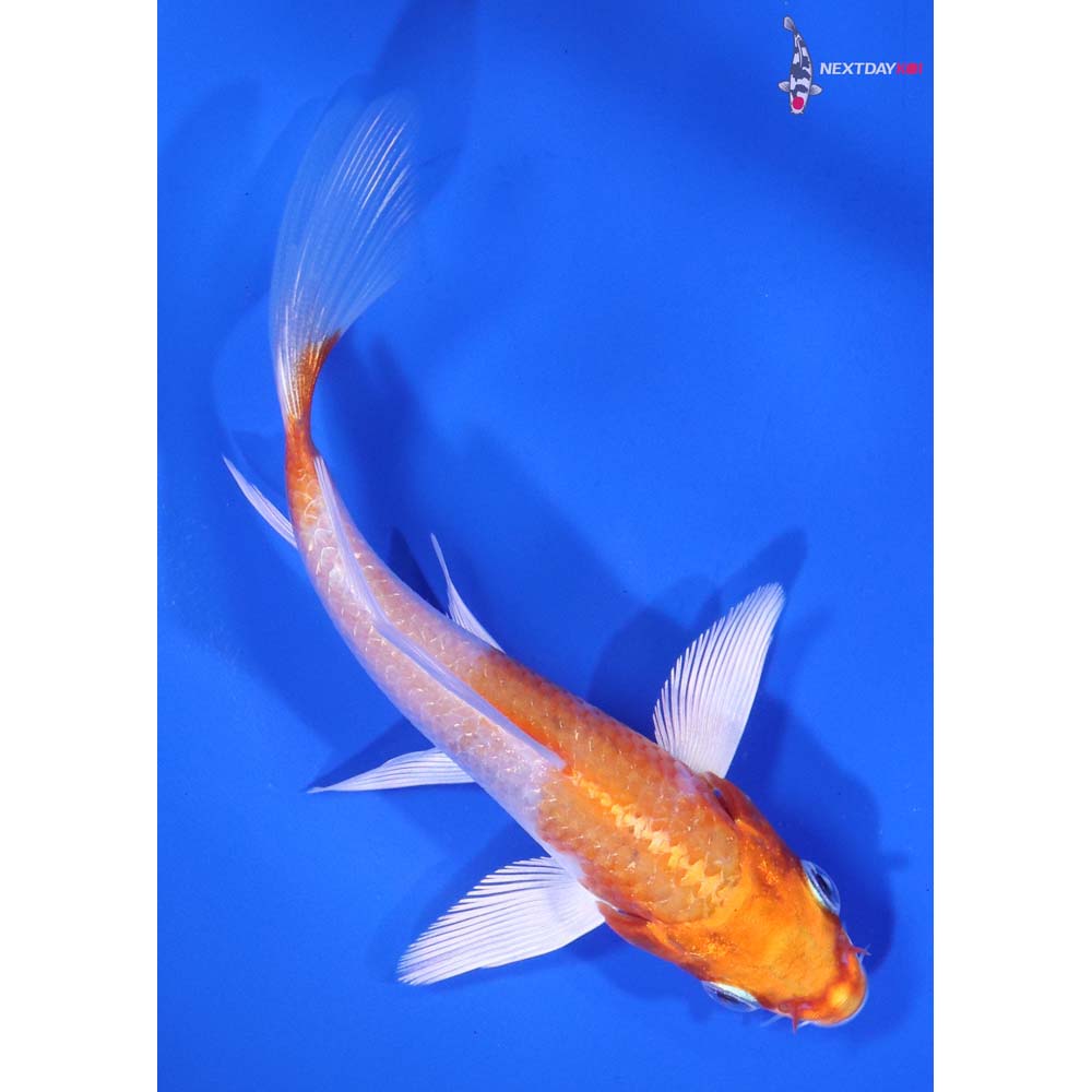 4.5” Imported Hariwake Butterfly Koi