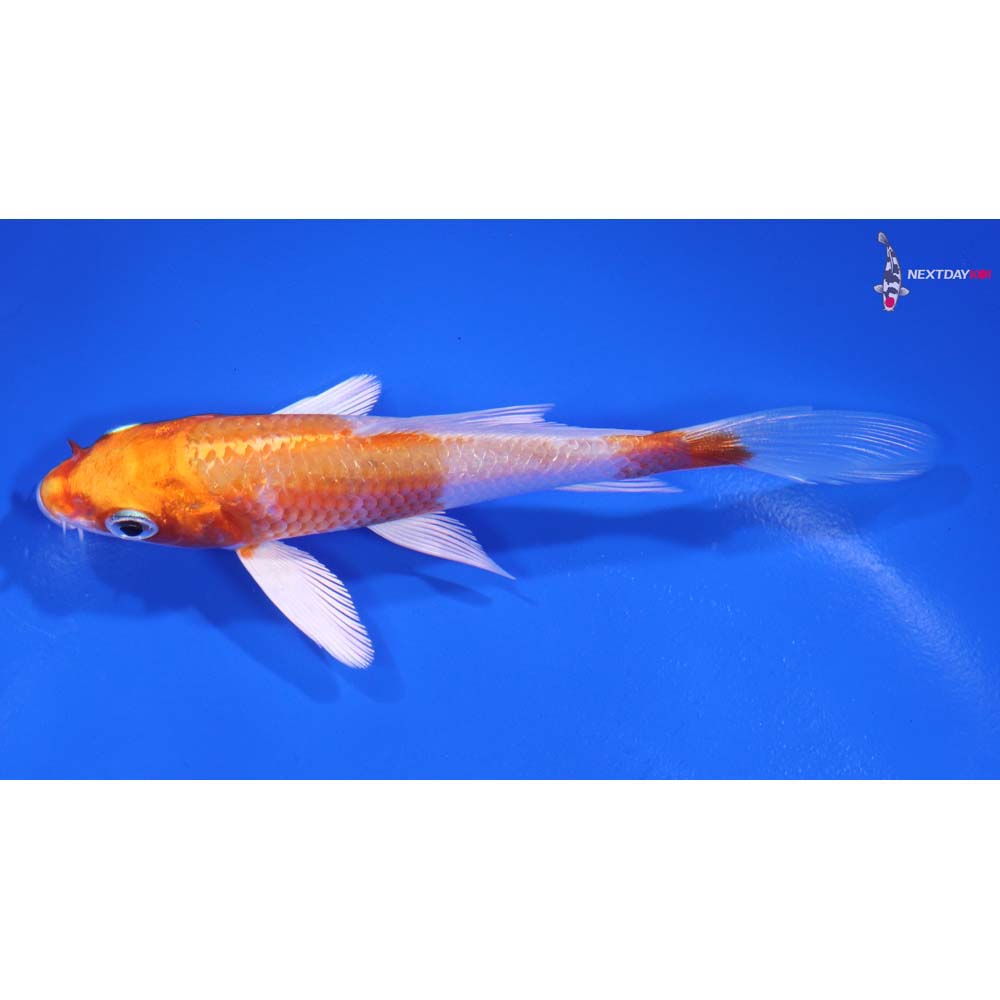 4.5” Imported Hariwake Butterfly Koi