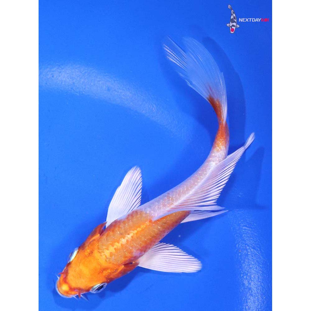 4.5” Imported Hariwake Butterfly Koi