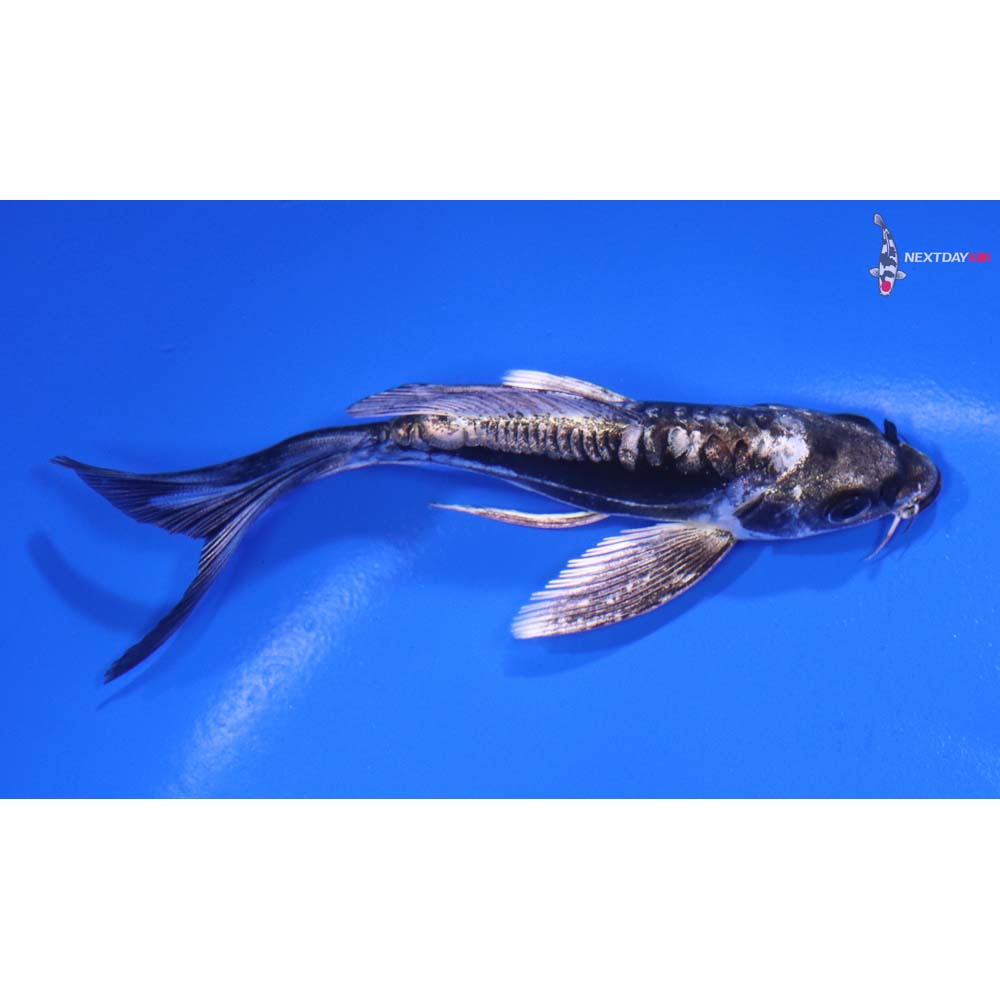 4.5” Imported Kikokuryu Butterfly Koi