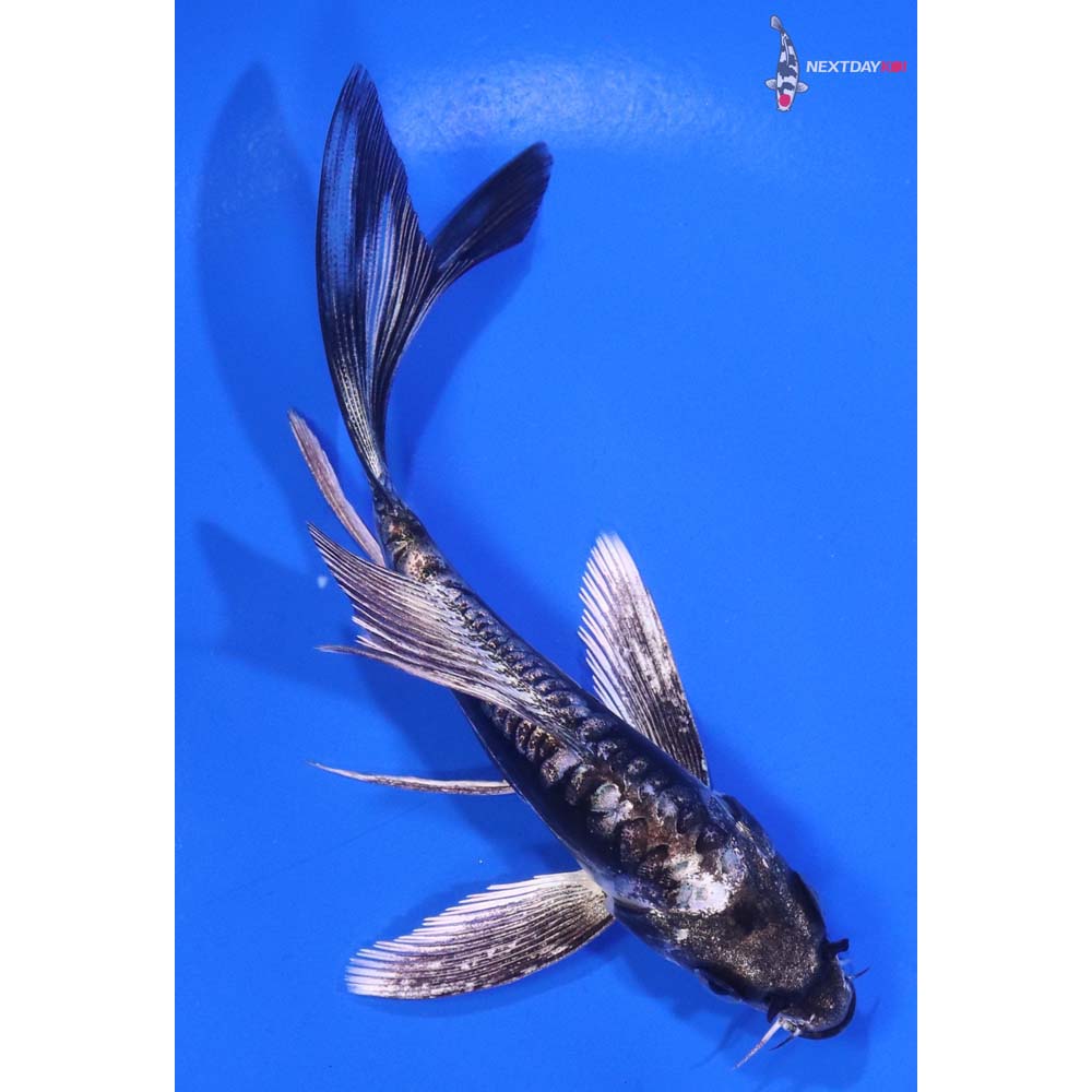 4.5” Imported Kikokuryu Butterfly Koi