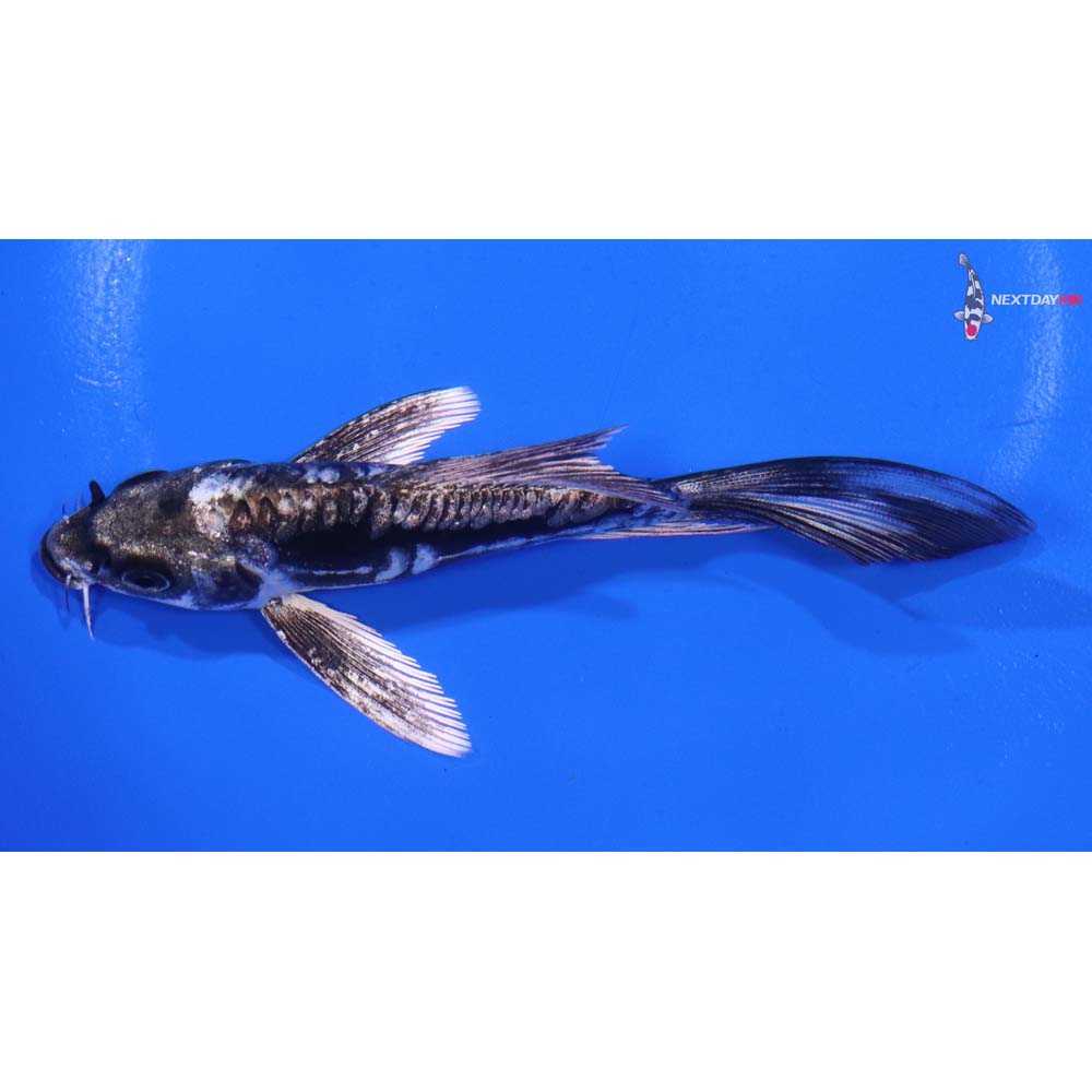 4.5” Imported Kikokuryu Butterfly Koi