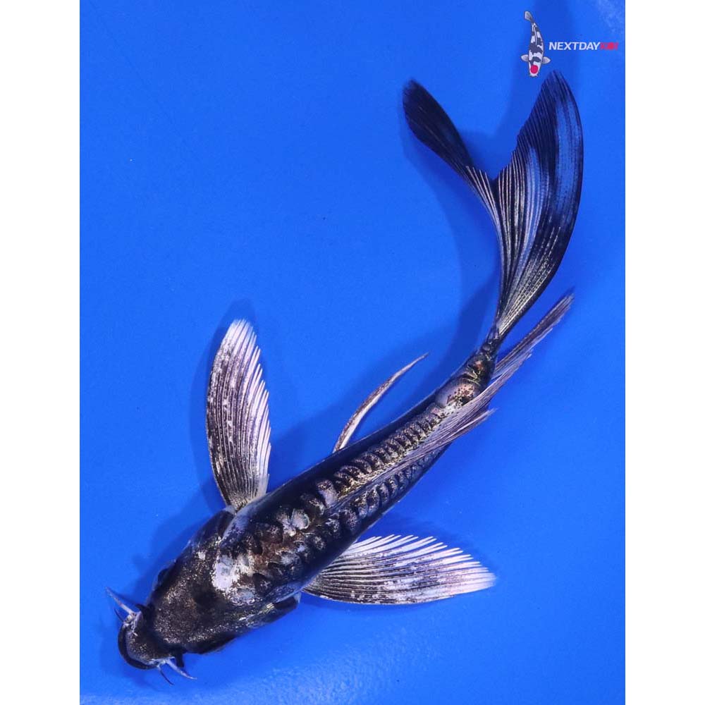 4.5” Imported Kikokuryu Butterfly Koi