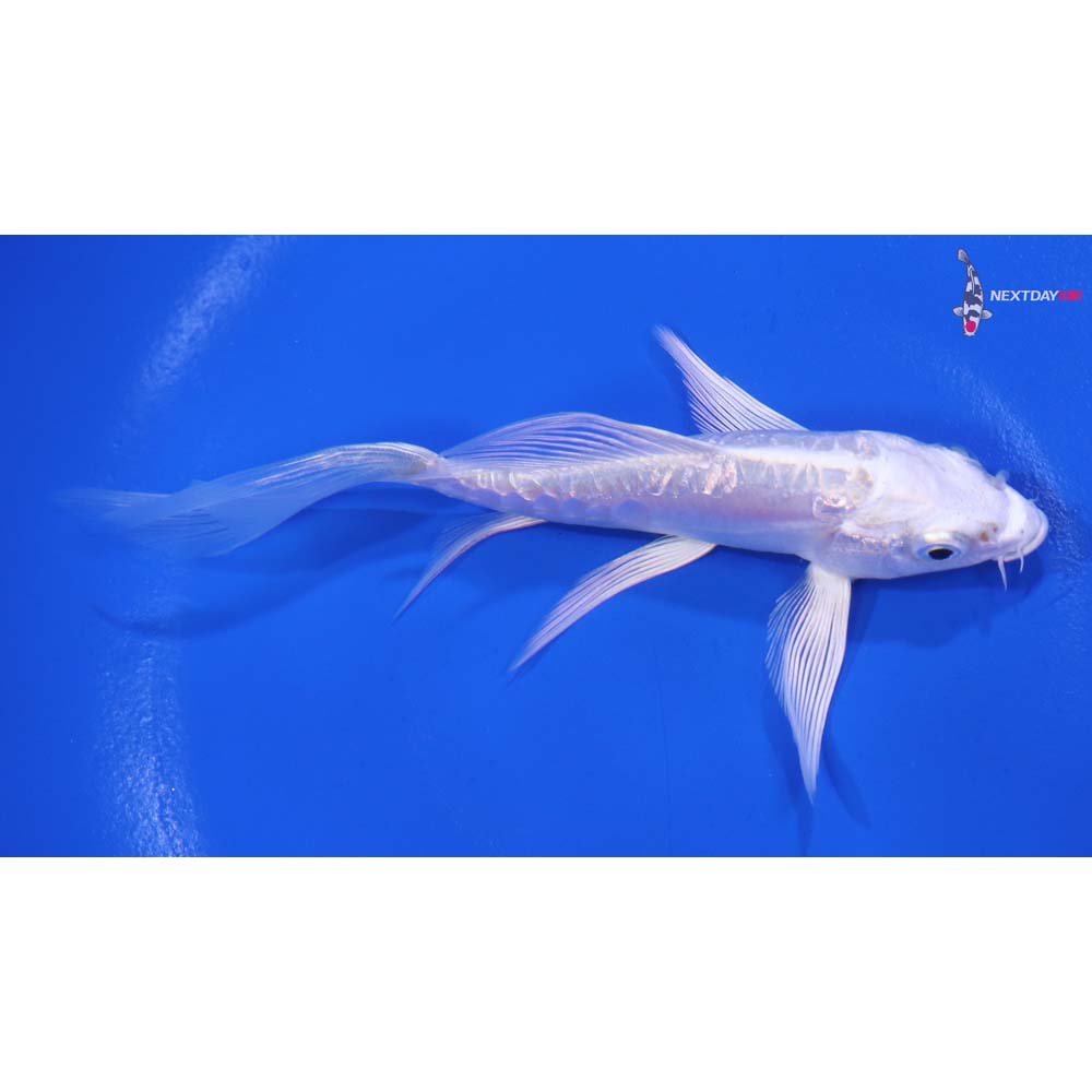 5” Imported Doitsu Platinum Ogon Butterfly Koi