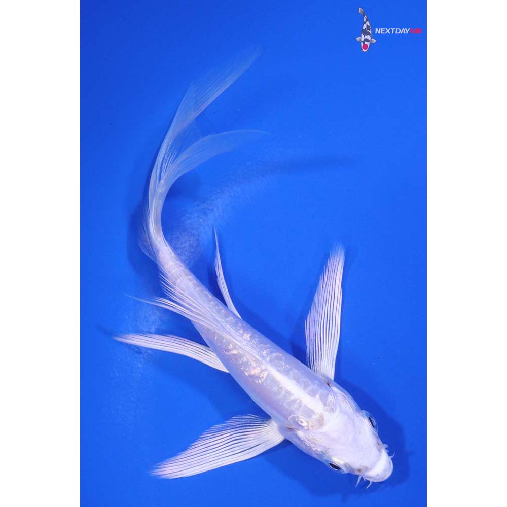 5” Imported Doitsu Platinum Ogon Butterfly Koi