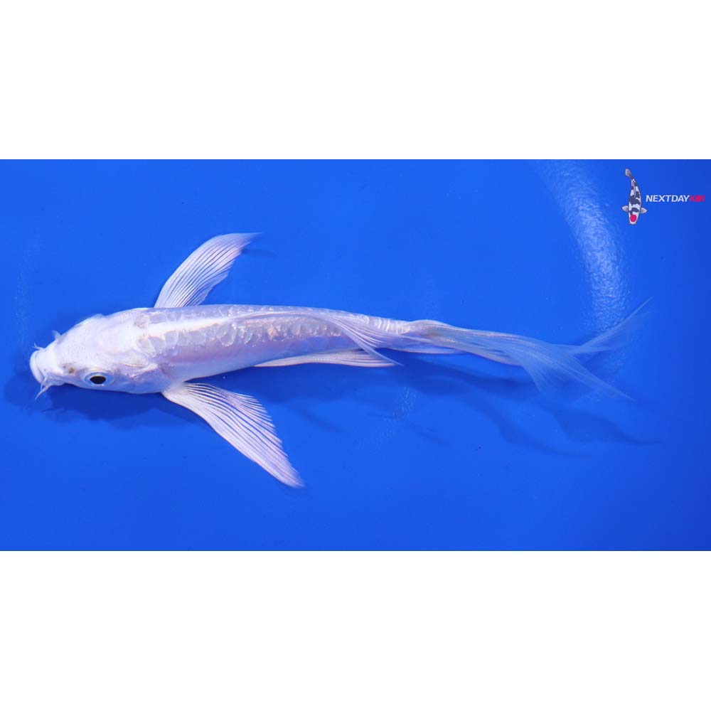 5” Imported Doitsu Platinum Ogon Butterfly Koi