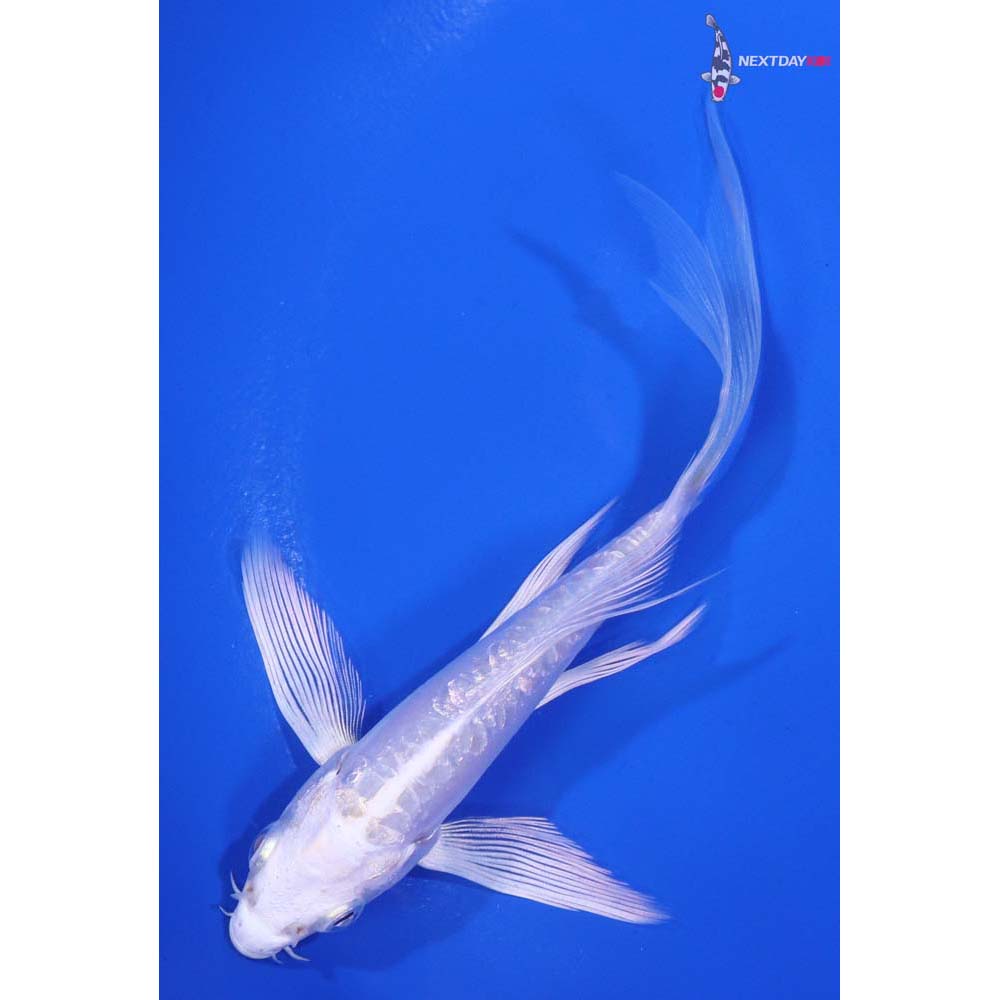 5” Imported Doitsu Platinum Ogon Butterfly Koi