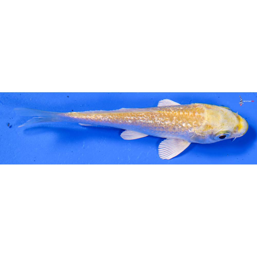 4” Imported Gin Rin Lemon Hariwake