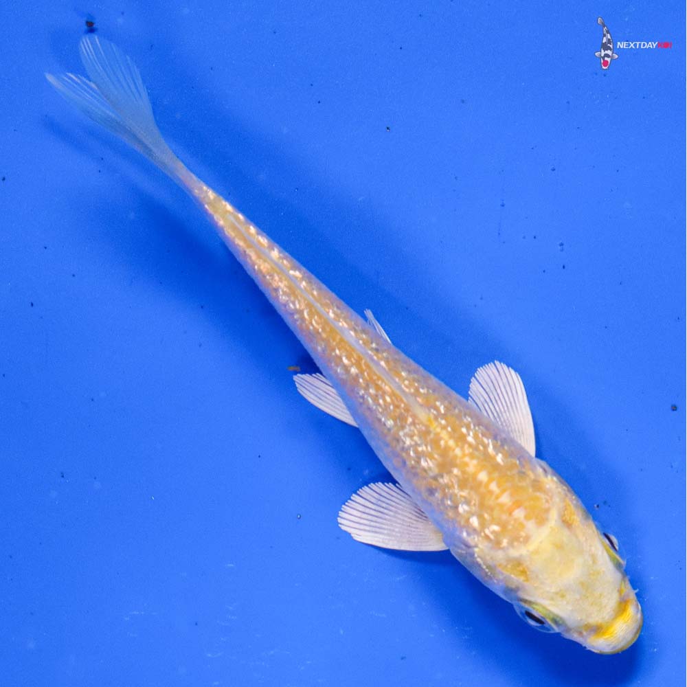 4” Imported Gin Rin Lemon Hariwake