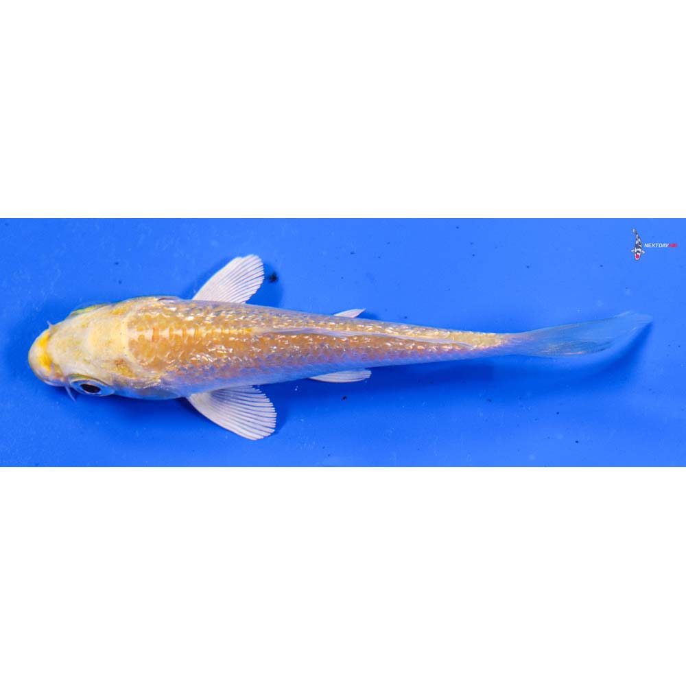 4” Imported Gin Rin Lemon Hariwake