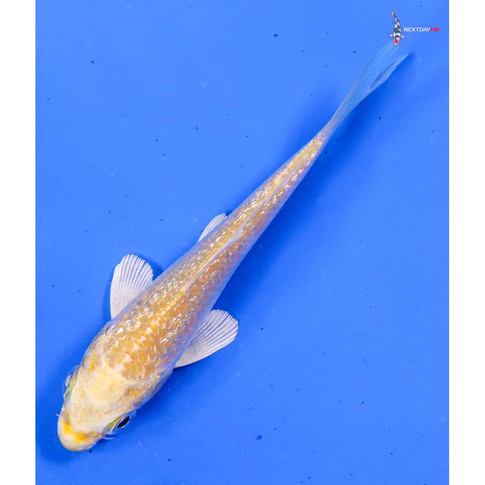 4” Imported Gin Rin Lemon Hariwake