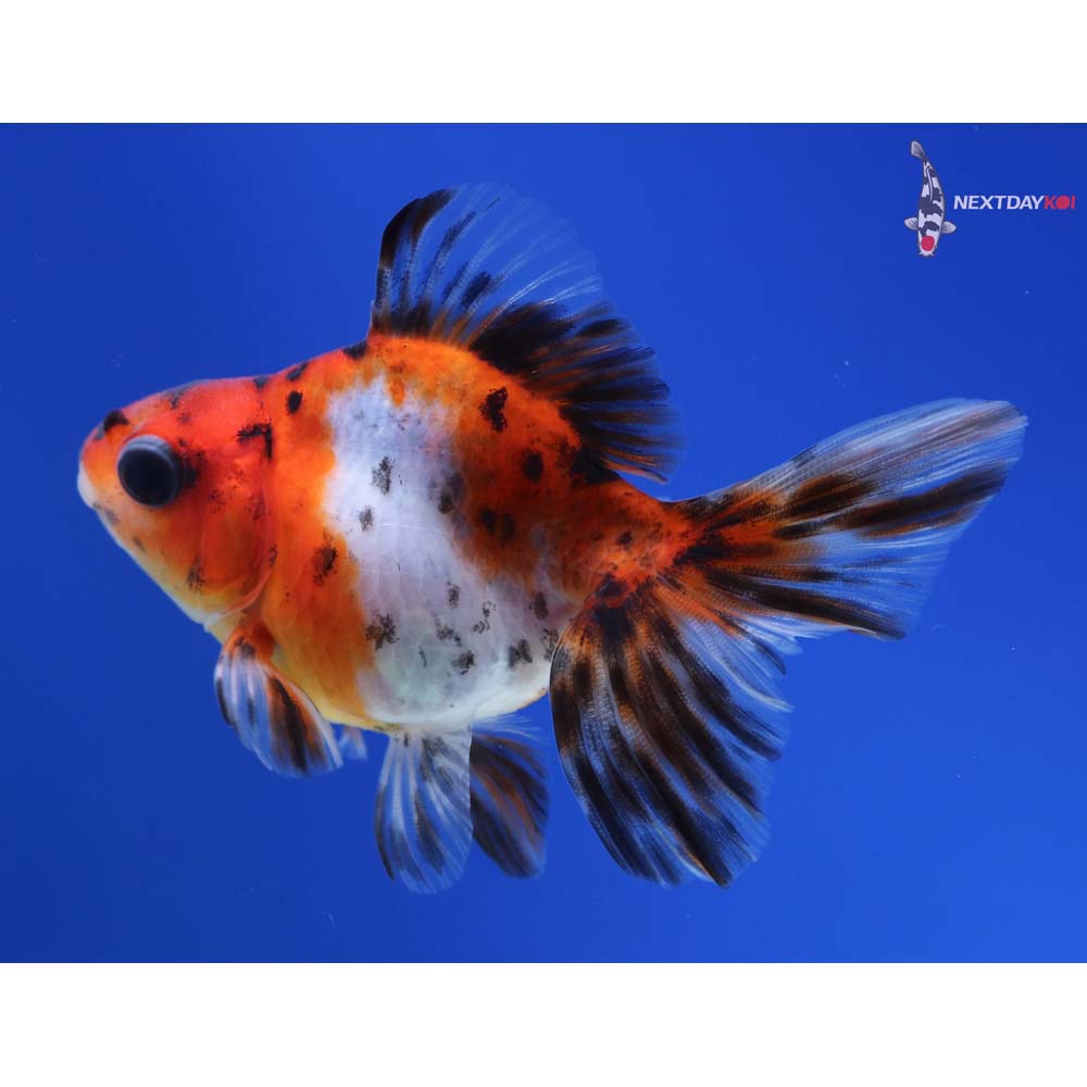 3” Imported Calico Ryukin