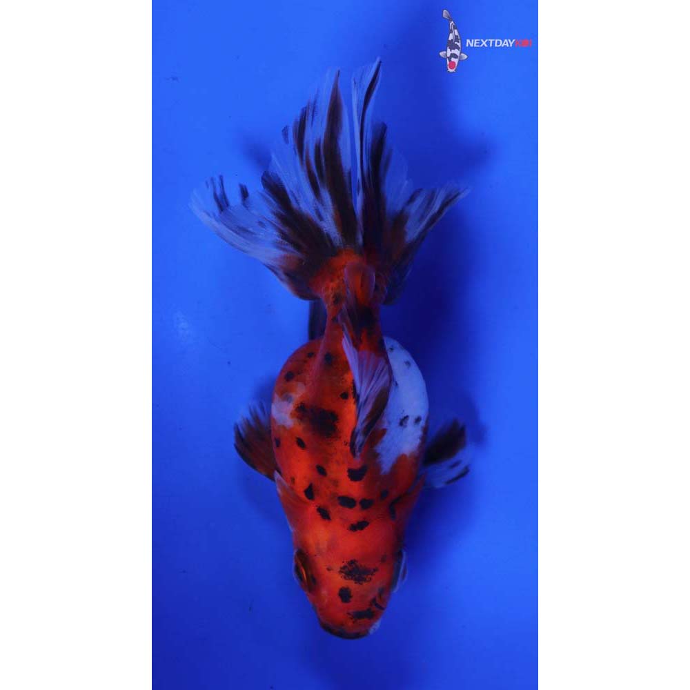 3” Imported Calico Ryukin