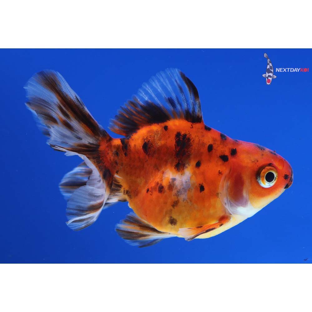 3” Imported Calico Ryukin