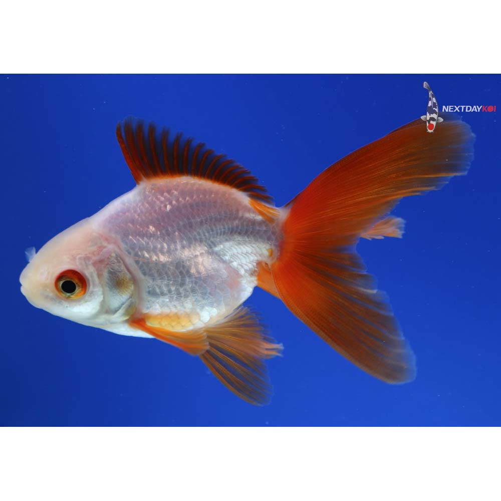 3.5” Imported Red and White Ryukin