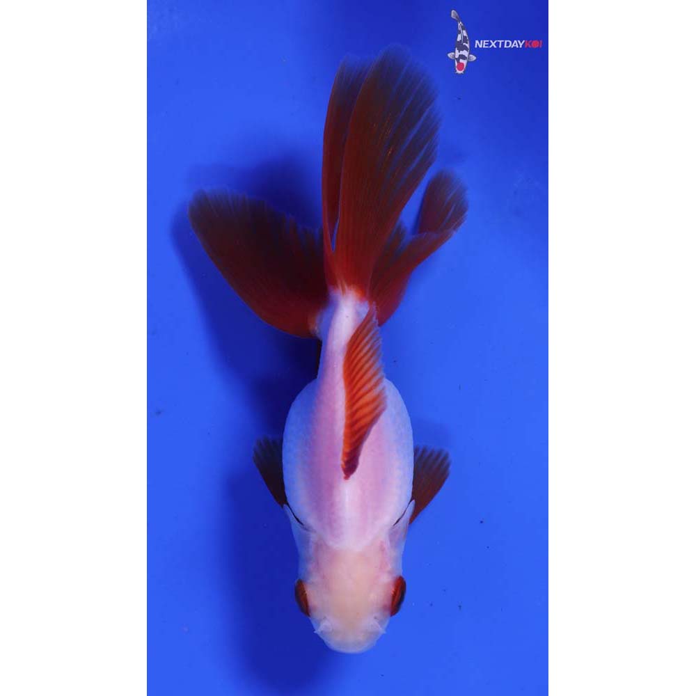 3.5” Imported Red and White Ryukin