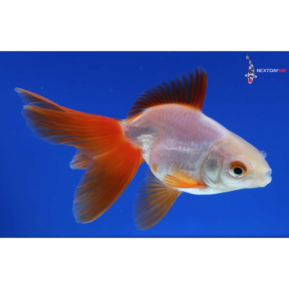 3.5” Imported Red and White Ryukin