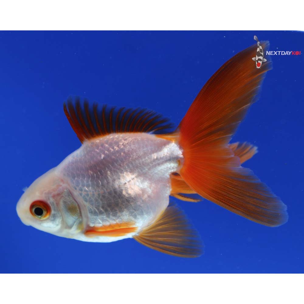 3.5” Imported Red and White Ryukin