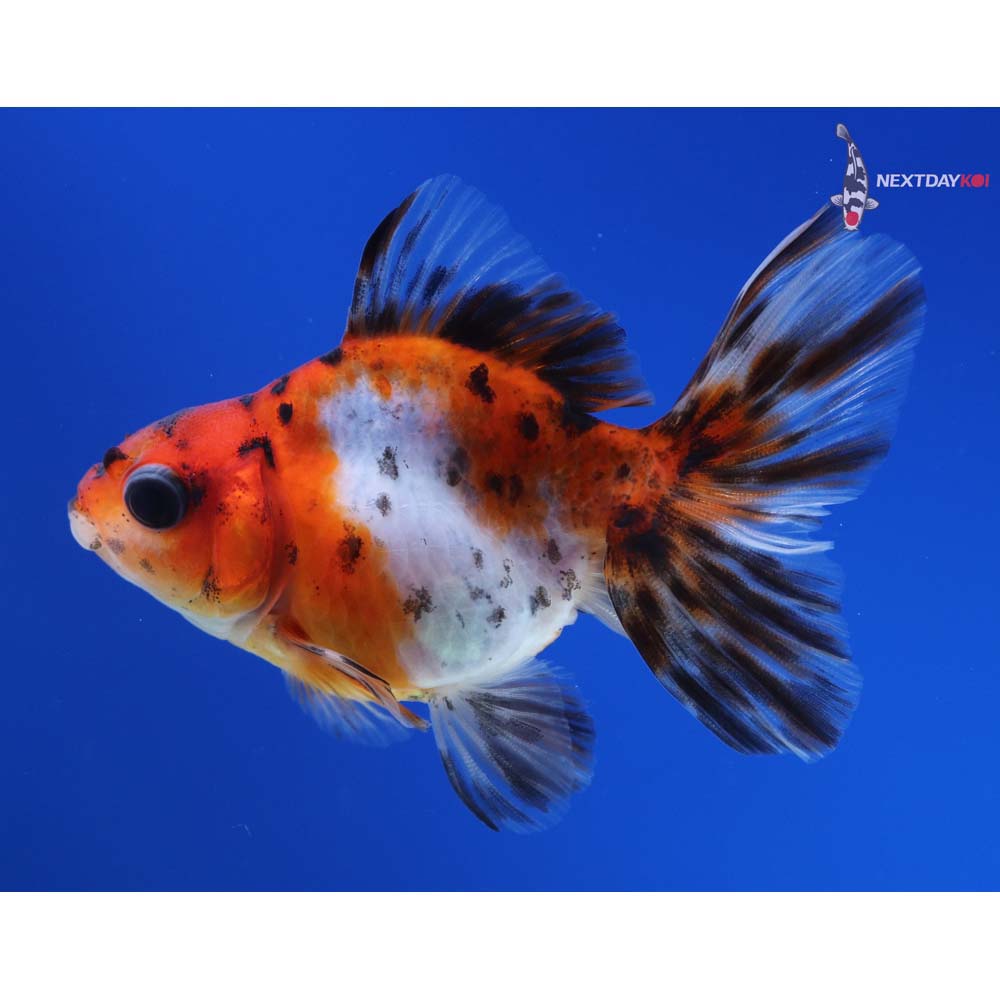 3” Imported Calico Ryukin