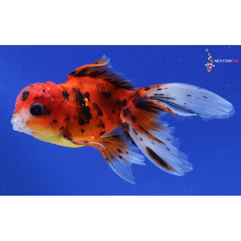 4” Imported Male Calico Oranda