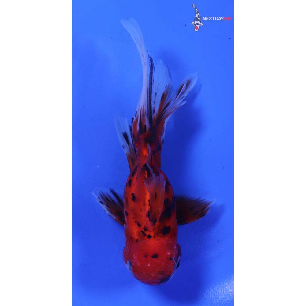 4” Imported Male Calico Oranda