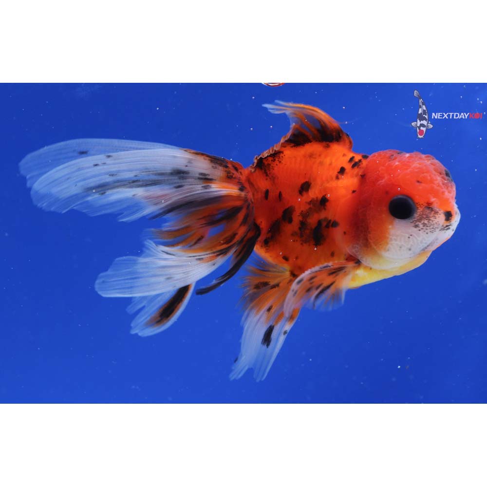 4” Imported Male Calico Oranda