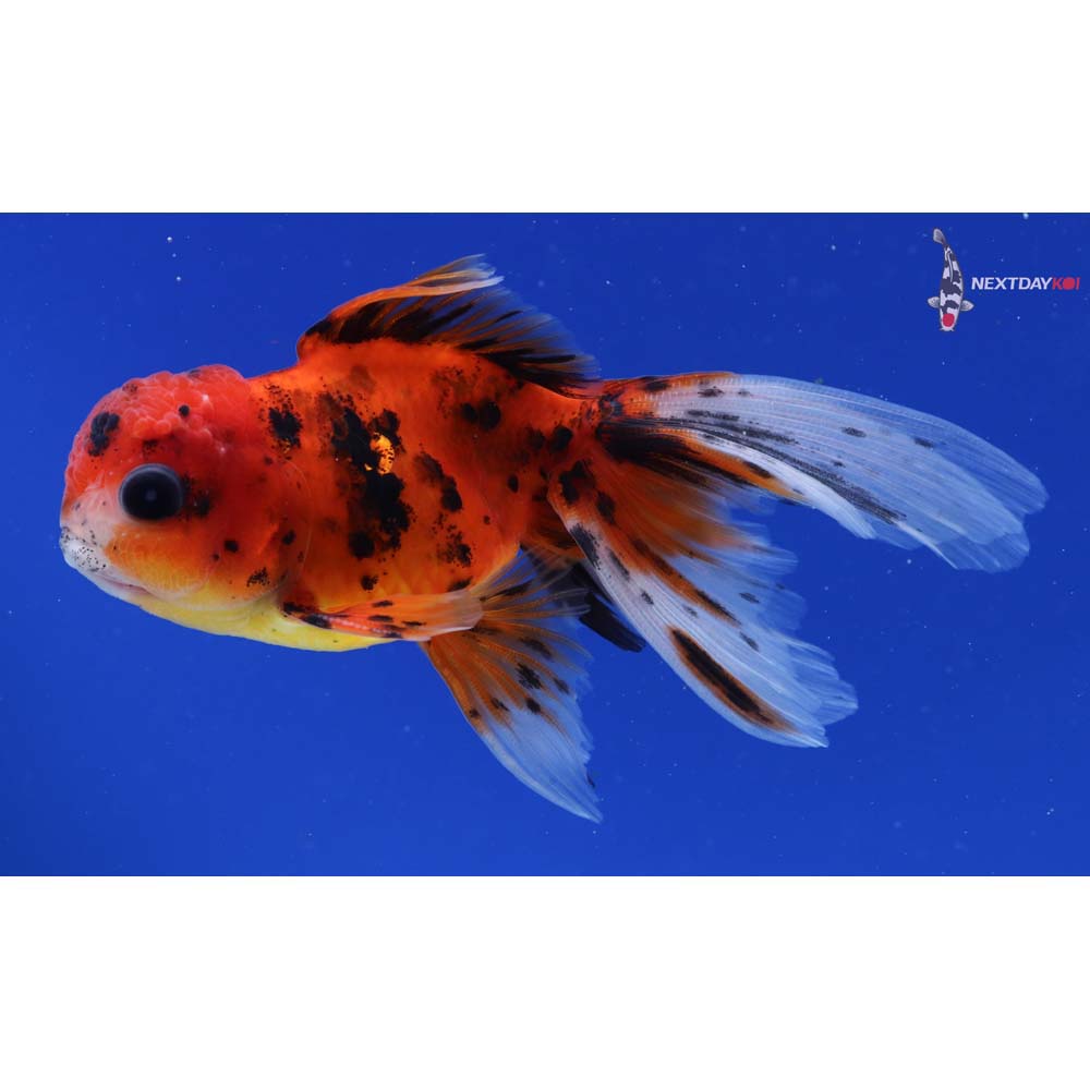 4” Imported Male Calico Oranda