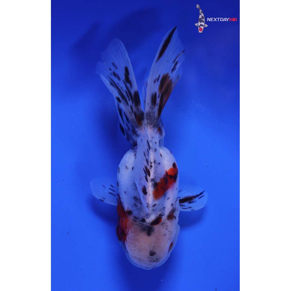 4.5” Imported Calico Oranda