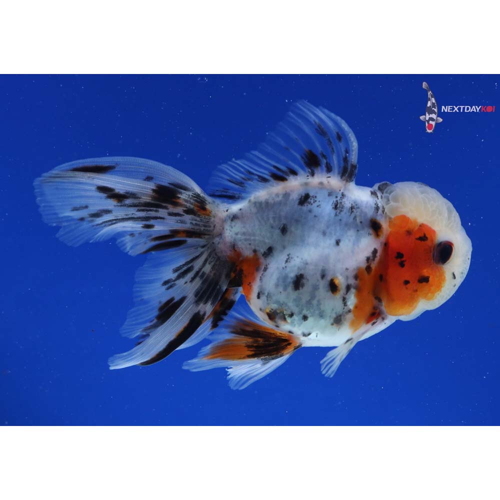 4.5” Imported Calico Oranda