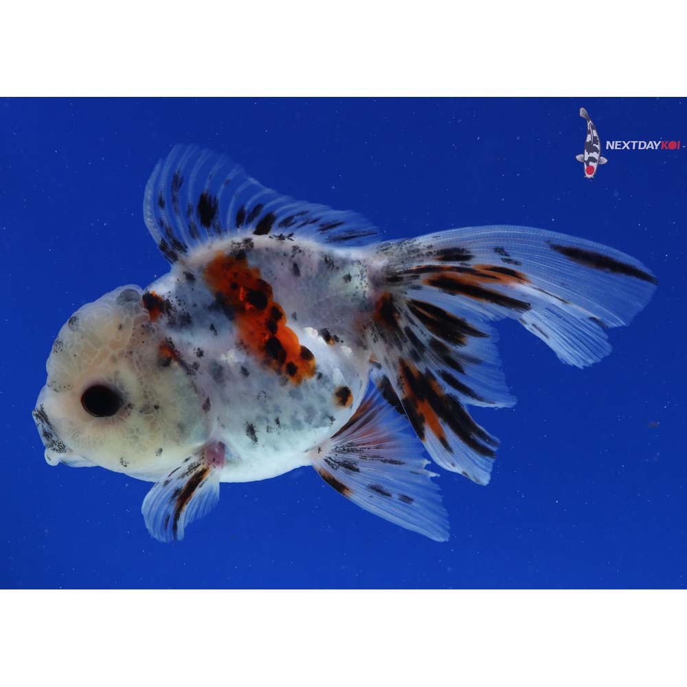 4.5” Imported Calico Oranda