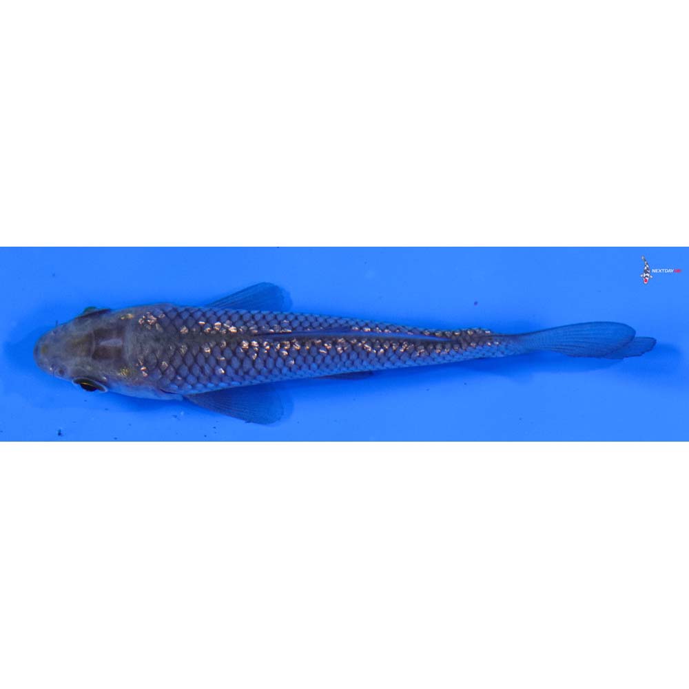 3.5” Imported Gin Rin Soragoi