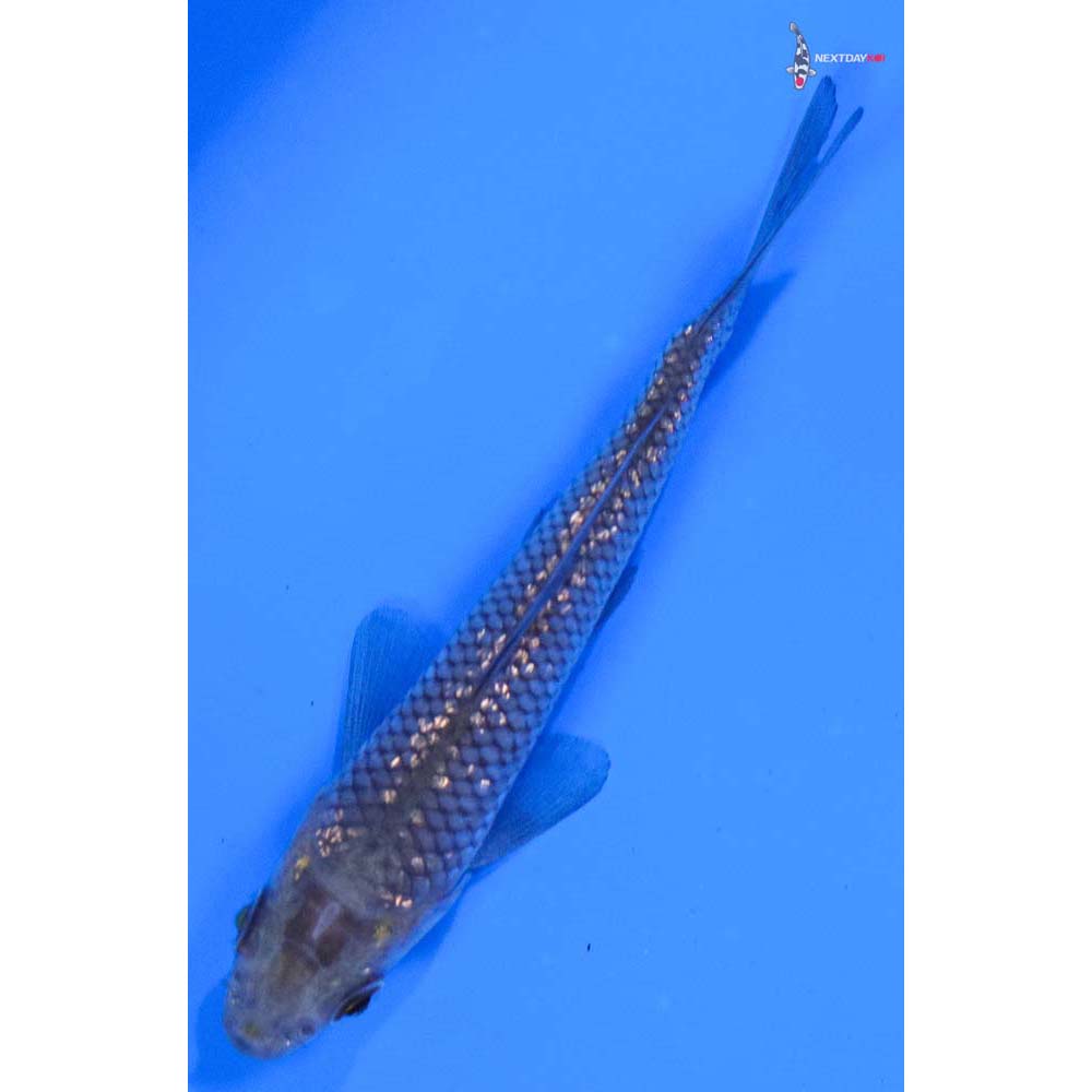 3.5” Imported Gin Rin Soragoi