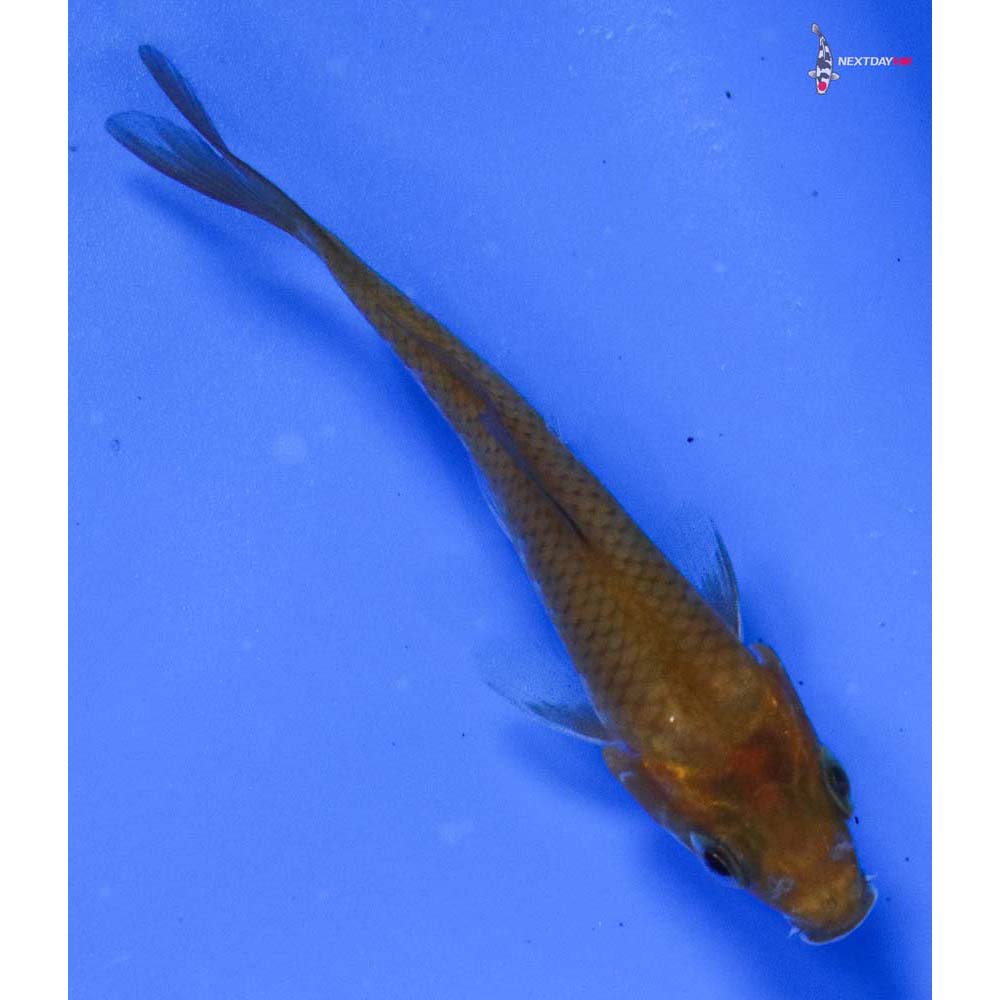 3.5” Imported Chagoi