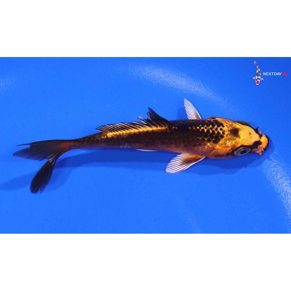 3.5” Imported Kujaku