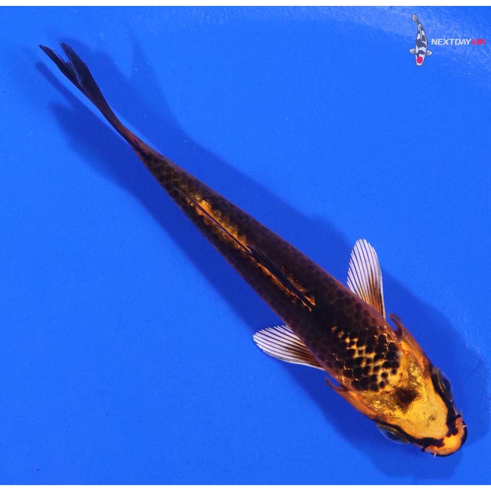 3.5” Imported Kujaku