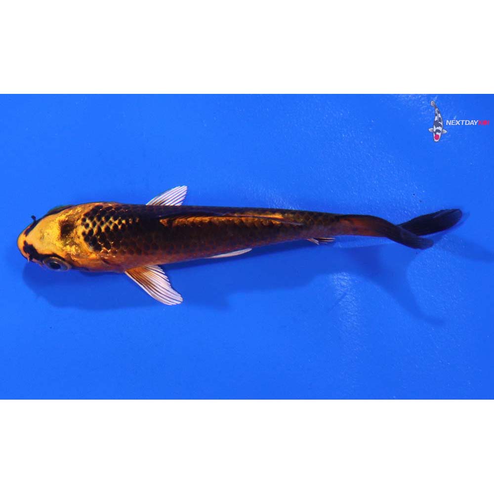 3.5” Imported Kujaku
