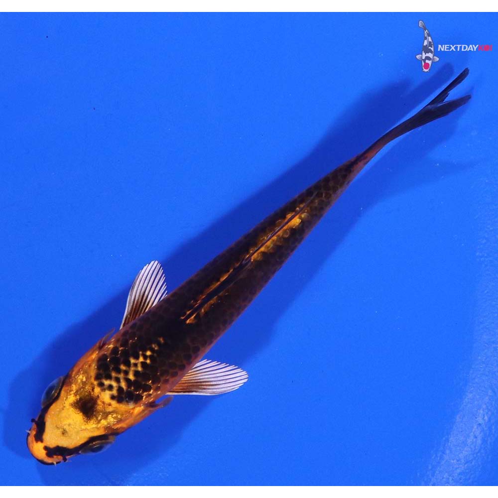 3.5” Imported Kujaku