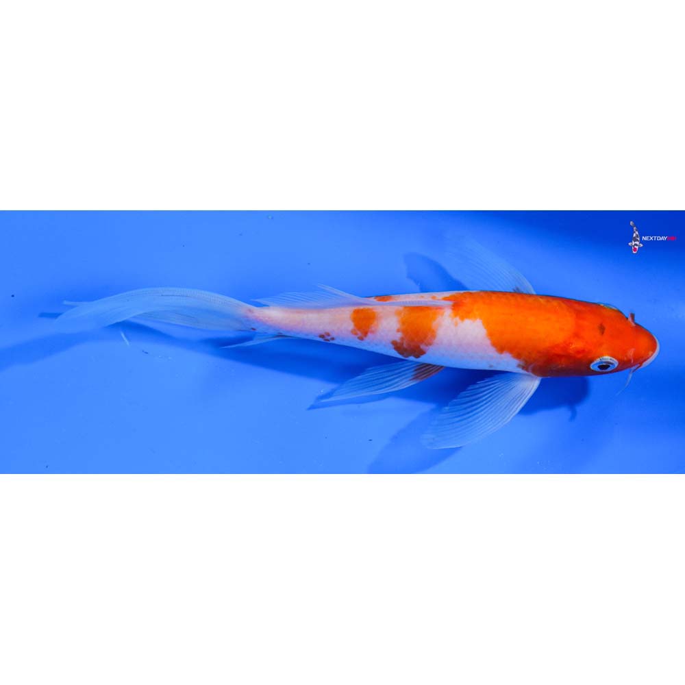 6.5” Imported Kohaku Butterfly Koi