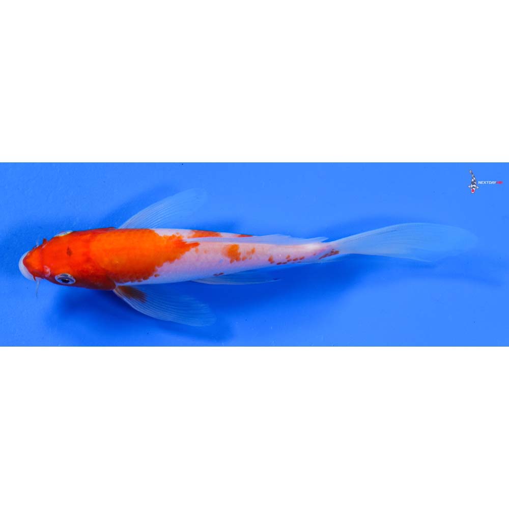 6.5” Imported Kohaku Butterfly Koi