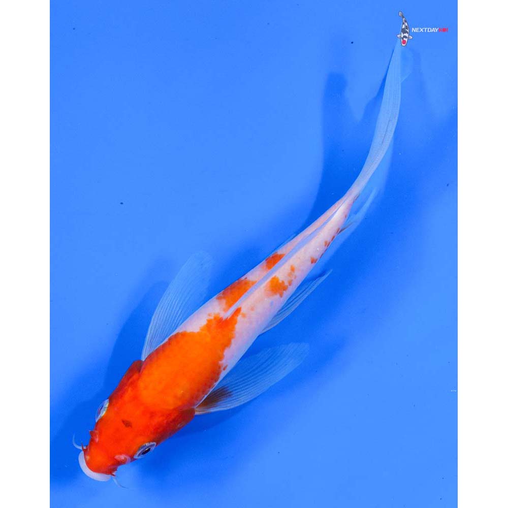 6.5” Imported Kohaku Butterfly Koi