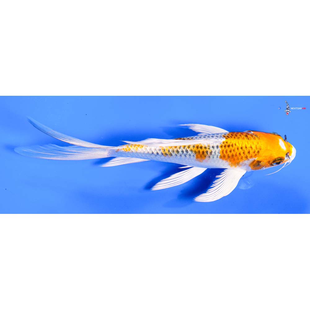 7” Imported Kujaku Butterfly Koi