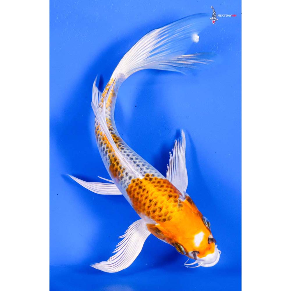 7” Imported Kujaku Butterfly Koi