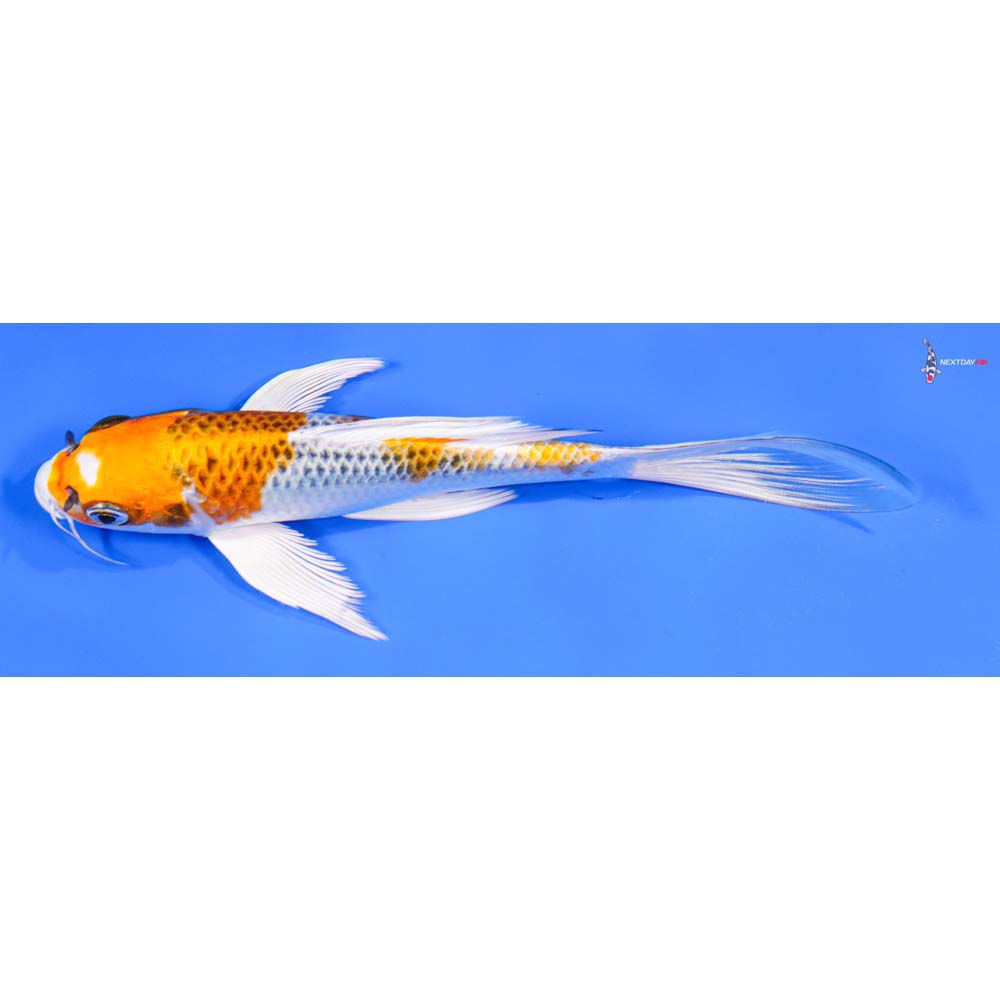 7” Imported Kujaku Butterfly Koi