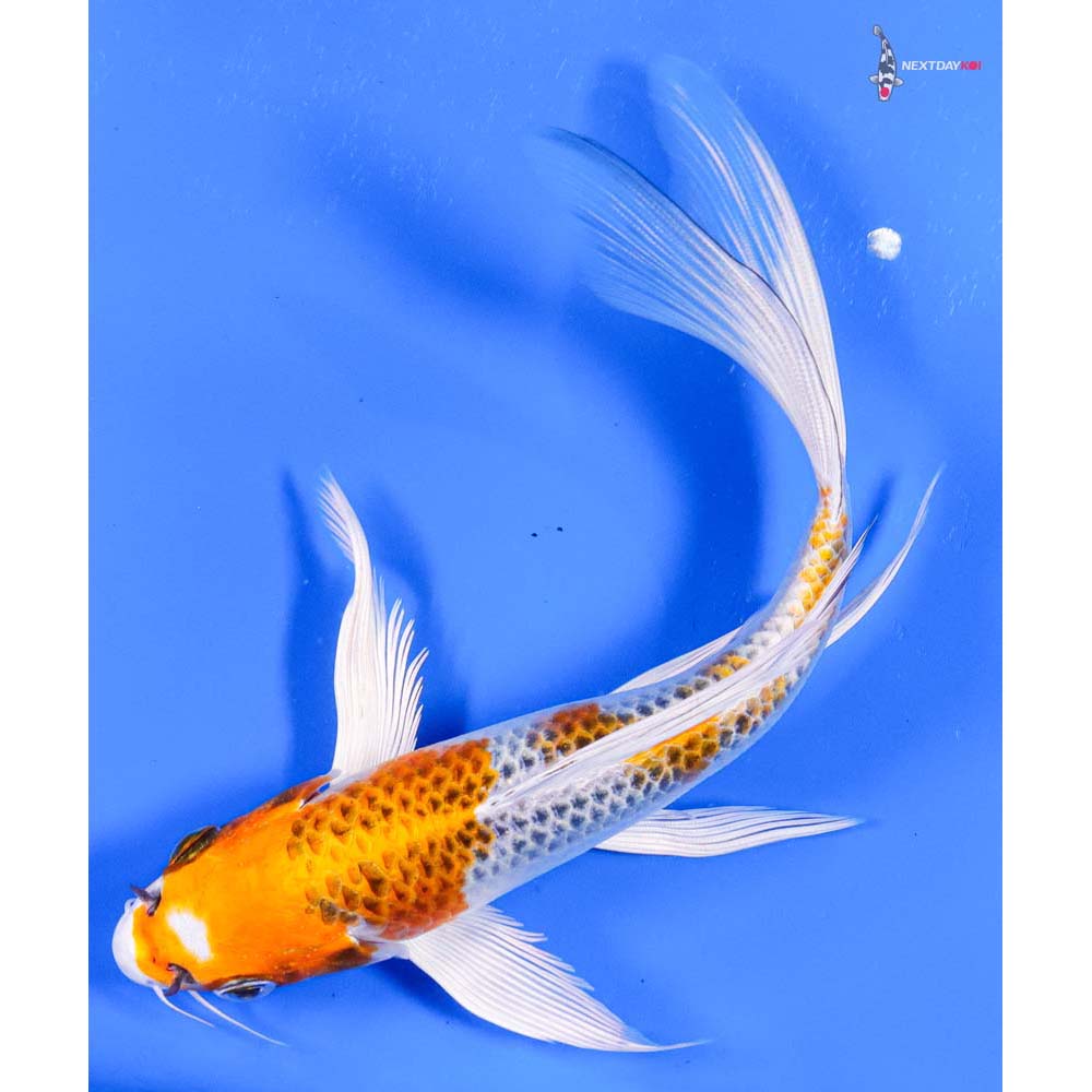 7” Imported Kujaku Butterfly Koi
