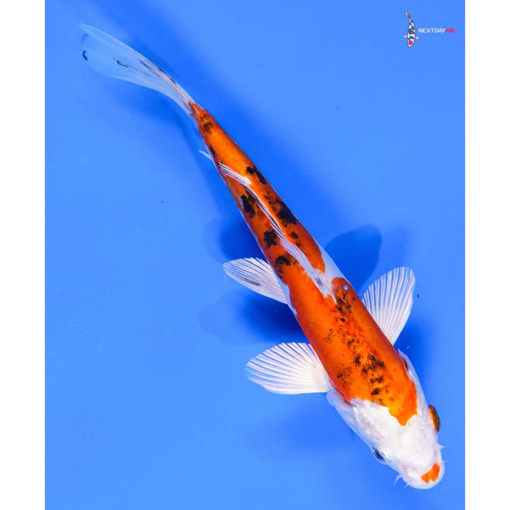 7.5” Imported Heisei Nishiki