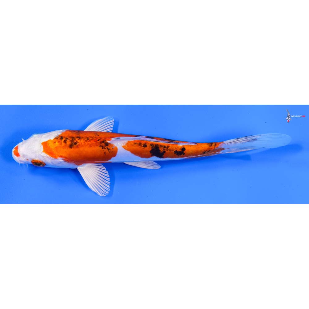 7.5” Imported Heisei Nishiki