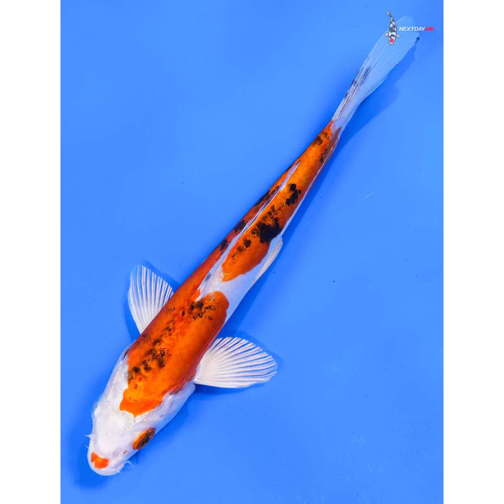 7.5” Imported Heisei Nishiki