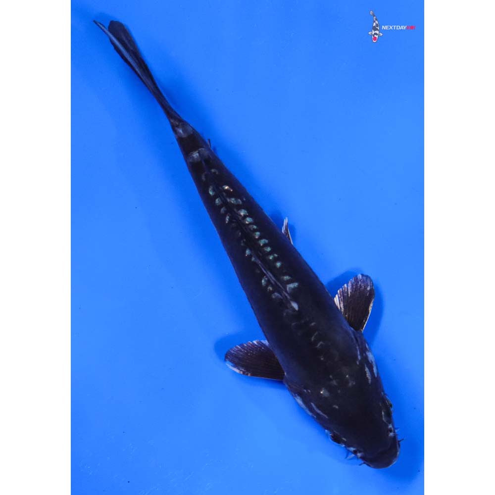 7.5” Imported Kikokuryu