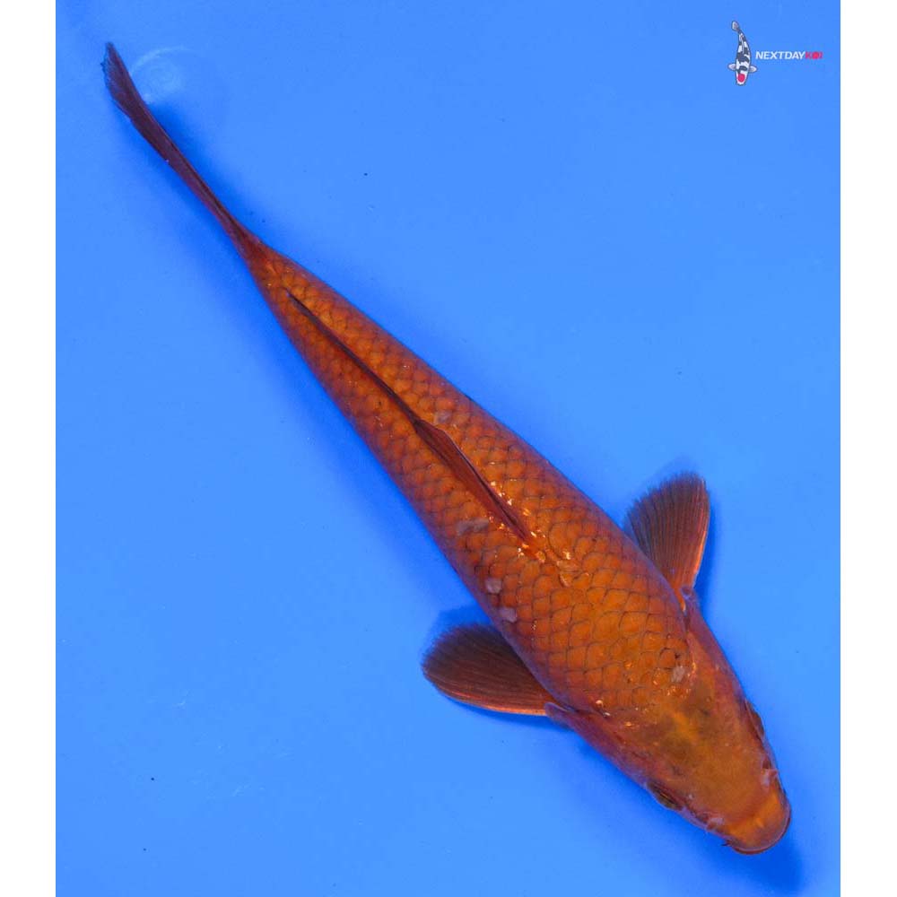 7” Imported Chagoi